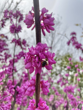 蜜蜂采花蜜