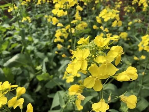 油菜花开