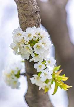 欧洲甜樱桃花