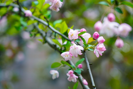 海棠花枝