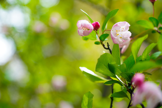 春暖花开