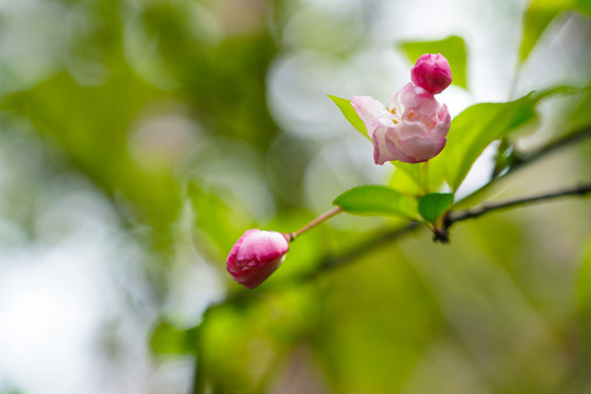 鲜花