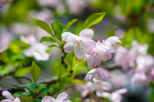 春暖花开