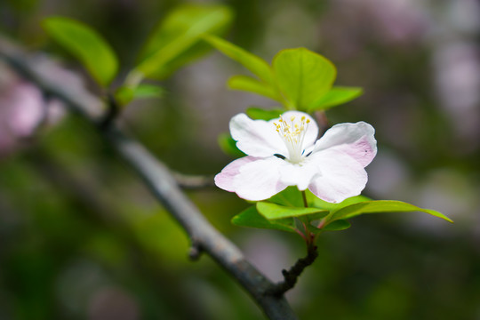 一朵小花