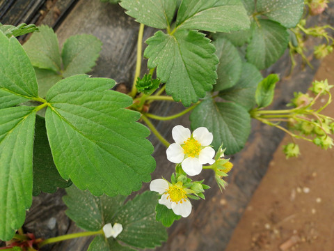 草莓花