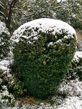 下雪天植物保护防冻