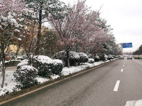 雪中樱花道路中央绿化带