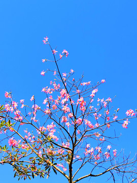 美丽异木棉