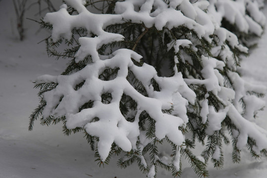 冬日雪景银装素裹瑞雪丛林油画