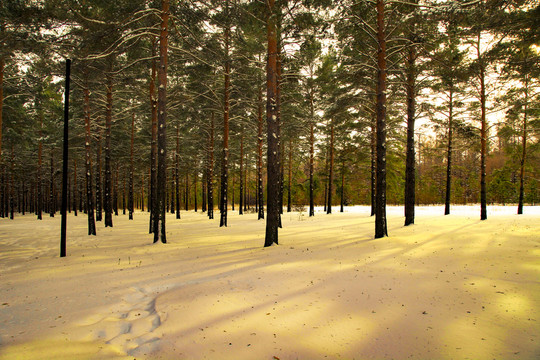 冬日雪景银装素裹瑞雪丛林油画