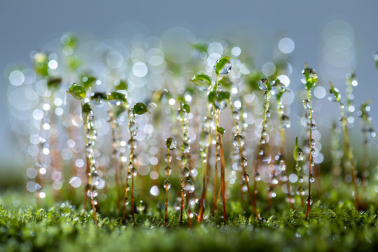 苔藓花