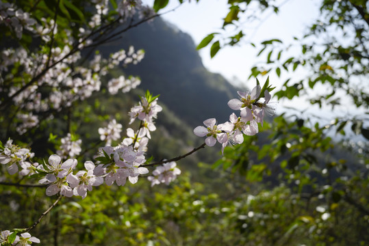 粉色山桃花