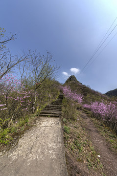 浙江兰溪转轮岩山路紫荆花