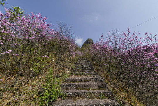 浙江兰溪转轮岩山路紫荆花