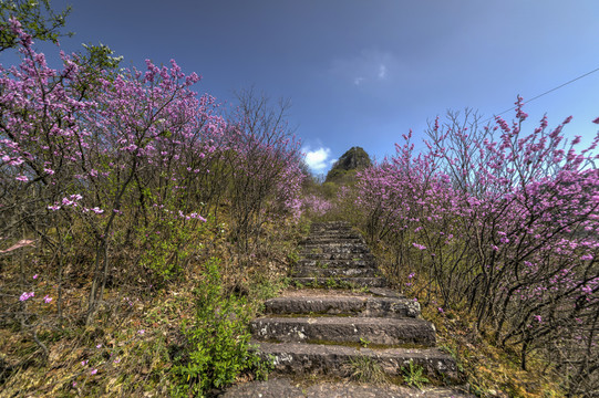 浙江兰溪转轮岩山路紫荆花