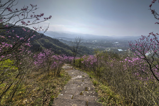 浙江兰溪转轮岩山路紫荆花