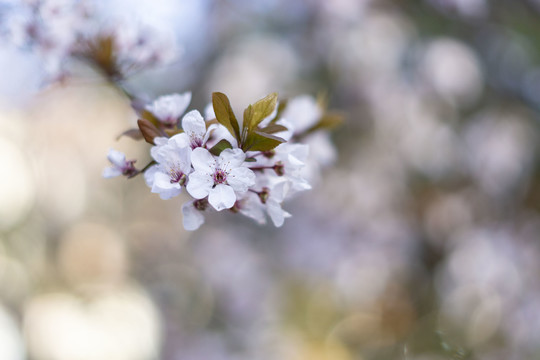 樱花