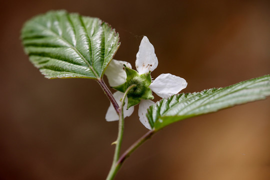 蓬蔂花