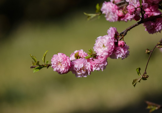 梨花