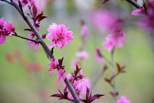 桃花