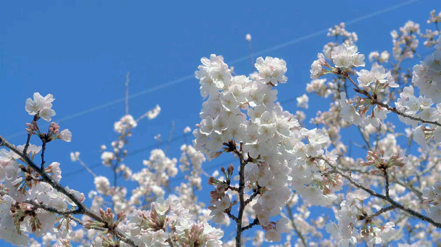 日本樱花