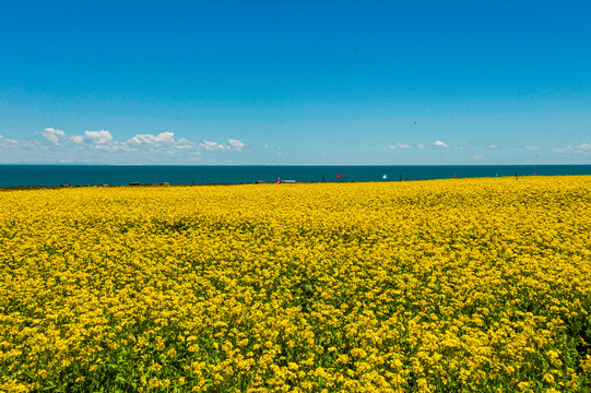 青海湖油菜花