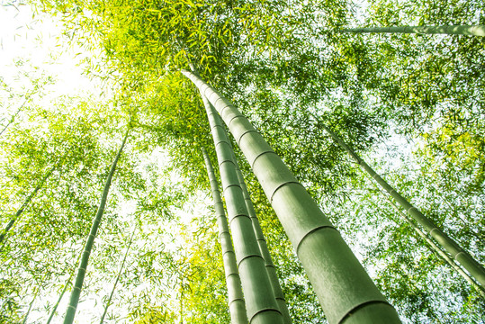 竹林天空