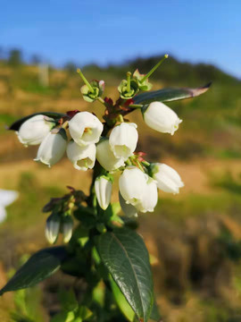 蓝莓花开