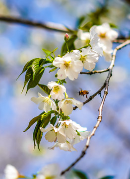 樱花