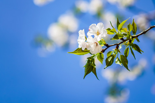 櫻花