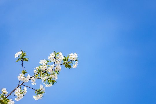 櫻花