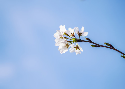 櫻花