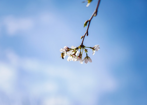 櫻花