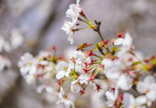 櫻花