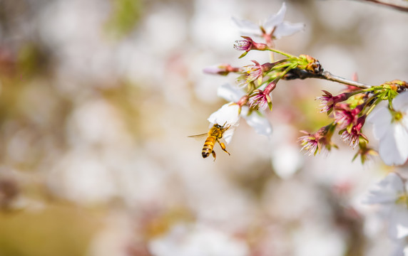 樱花