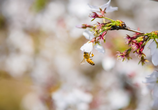 櫻花