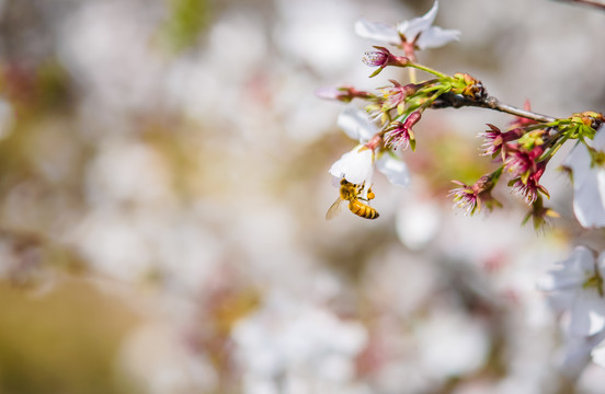 樱花