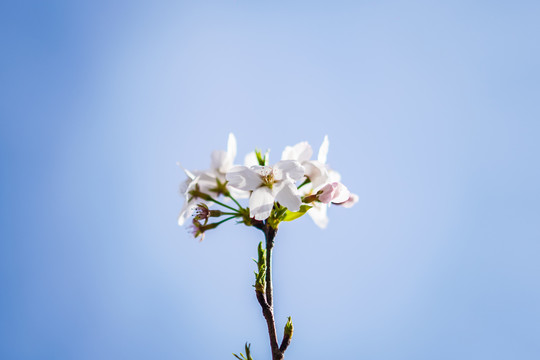櫻花