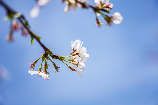 櫻花