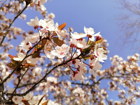 紫叶李花