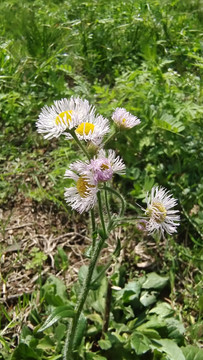 野菊花