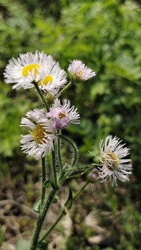 野菊花