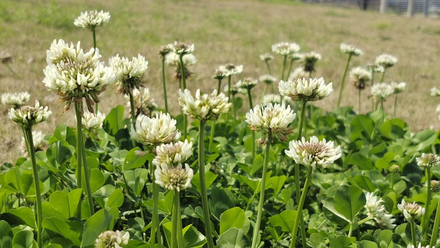 野菊花