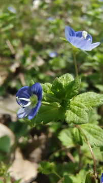 野花