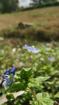 野花