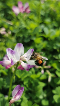 鲜花