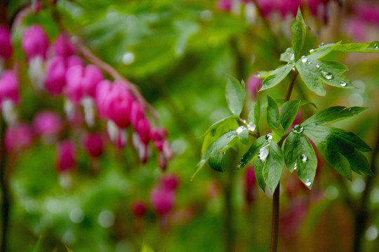 雨珠花影