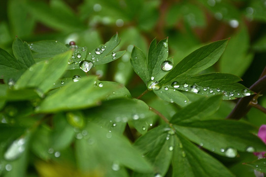 雨珠