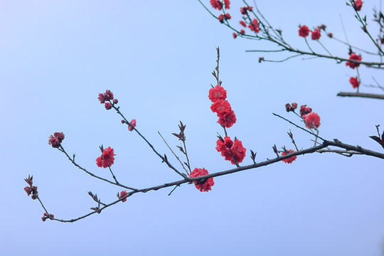 春天户外植物粉色花朵绽放