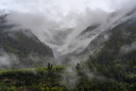 西藏林芝雪山林海